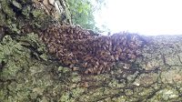 bees on tree image